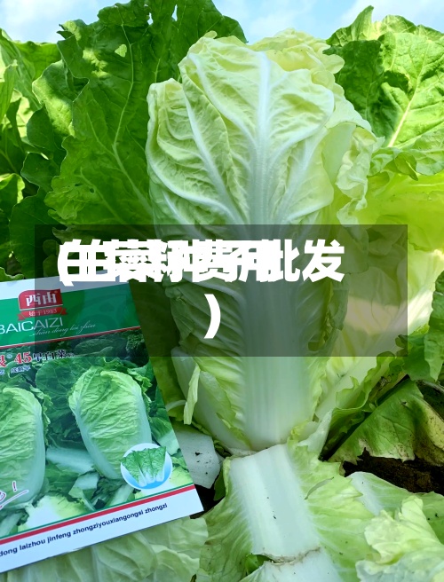 白菜籽费用(白菜种子批发)-第3张图片