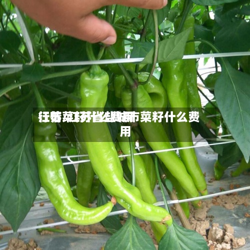 江苏菜籽什么费用
行情/江苏省盐城市菜籽什么费用