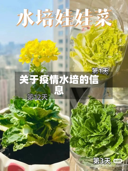 关于疫情水培的信息