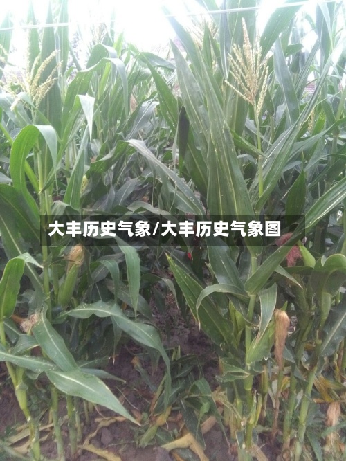 大丰历史气象/大丰历史气象图-第2张图片