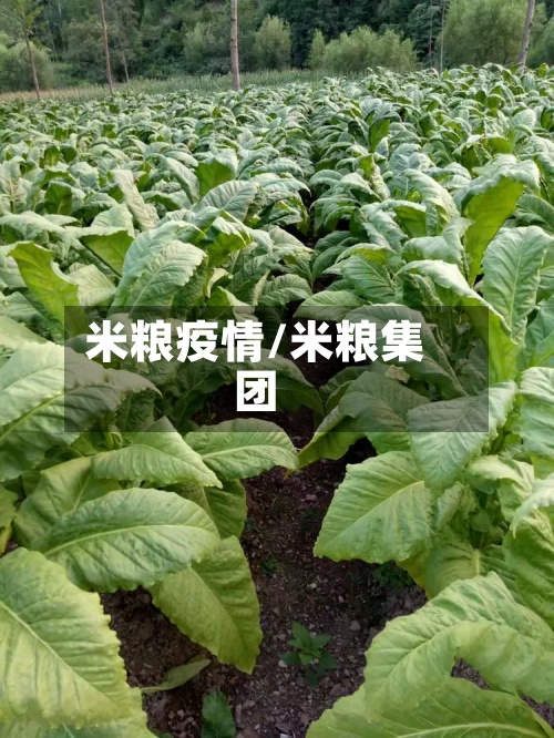 米粮疫情/米粮集团-第2张图片