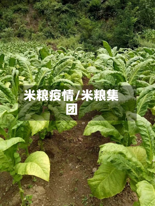 米粮疫情/米粮集团