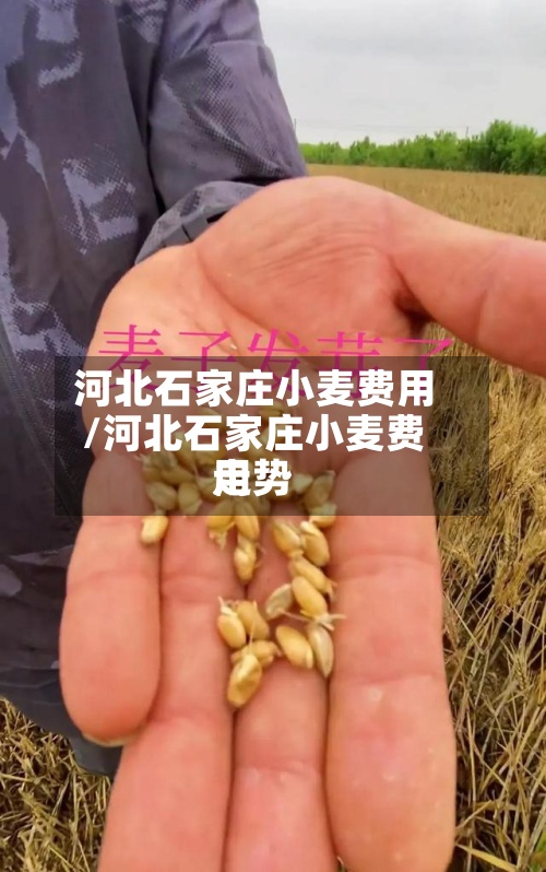 河北石家庄小麦费用/河北石家庄小麦费用走势-第2张图片