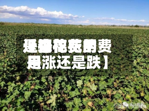 近来【棉花费用是否棉花的费用是涨还是跌】