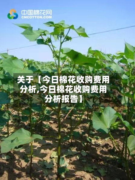 关于【今日棉花收购费用分析,今日棉花收购费用分析报告】