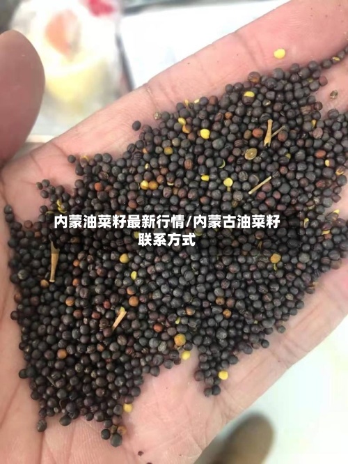 内蒙油菜籽最新行情/内蒙古油菜籽联系方式