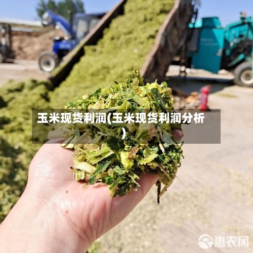 玉米现货利润(玉米现货利润分析)