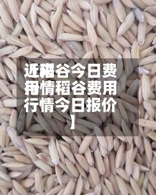 近来
【稻谷今日费用
行情稻谷费用
行情今日报价】