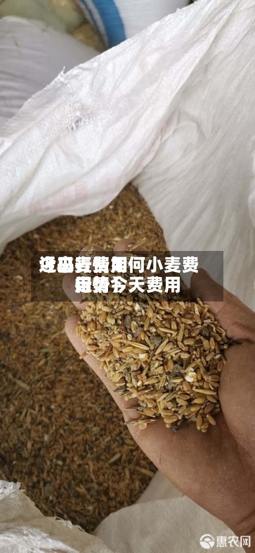 近来【小麦费用今日行情如何小麦费用行情今天费用走势】-第3张图片