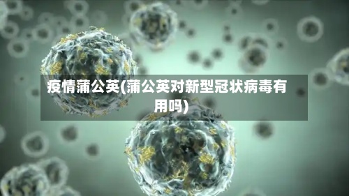 疫情蒲公英(蒲公英对新型冠状病毒有用吗)