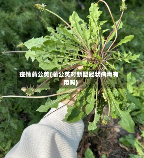 疫情蒲公英(蒲公英对新型冠状病毒有用吗)-第2张图片
