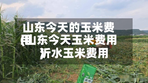 山东今天的玉米费用
(山东今天玉米费用
沂水玉米费用
)-第3张图片