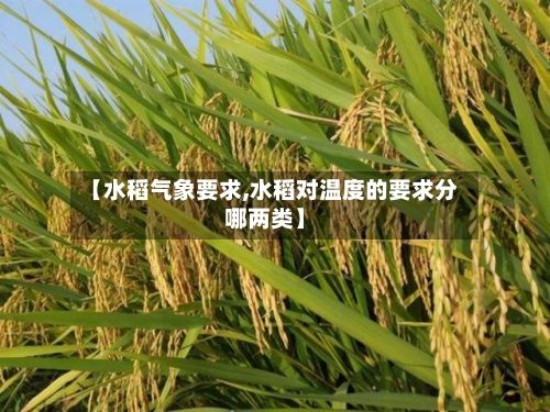 【水稻气象要求,水稻对温度的要求分哪两类】-第2张图片