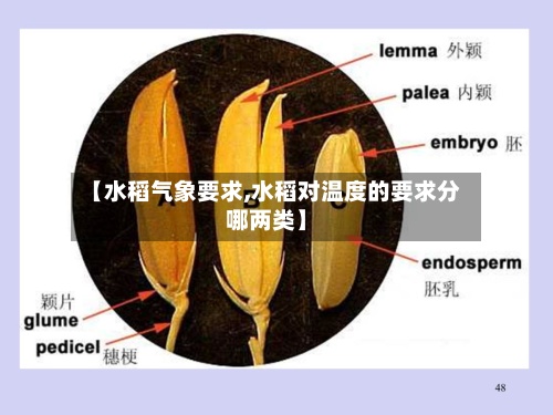 【水稻气象要求,水稻对温度的要求分哪两类】-第3张图片