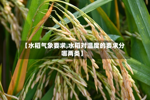 【水稻气象要求,水稻对温度的要求分哪两类】