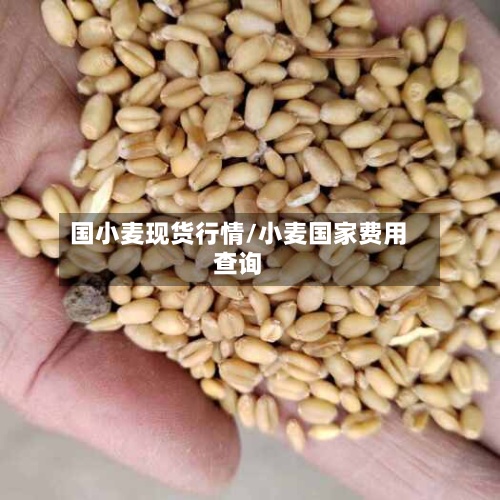 国小麦现货行情/小麦国家费用
查询-第2张图片