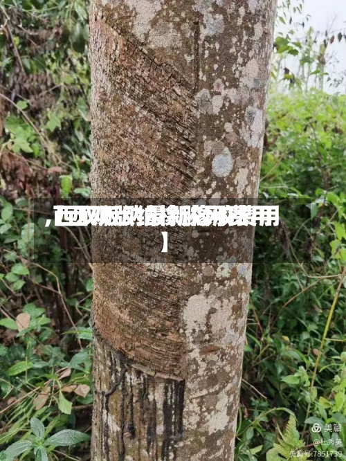 【西双版纳橡胶网费用
,西双版纳最新橡胶费用
】-第2张图片