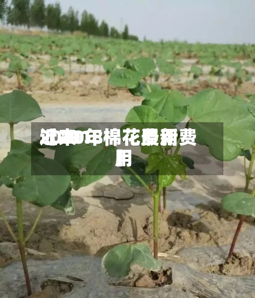 近来
【2018棉花费用
2020年棉花最新费用
】
