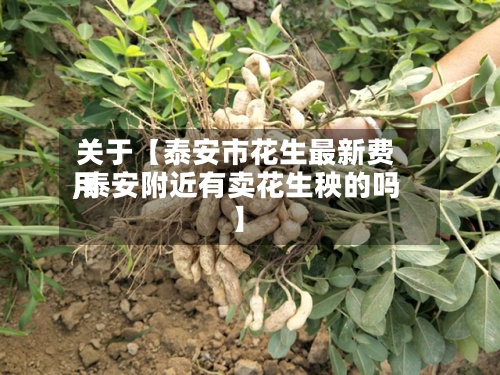 关于【泰安市花生最新费用
,泰安附近有卖花生秧的吗】