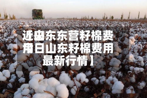 近来
【山东东营籽棉费用
今日山东籽棉费用
最新行情】-第2张图片