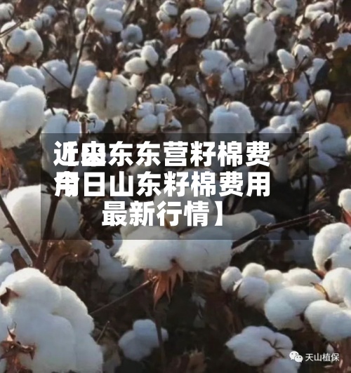 近来
【山东东营籽棉费用
今日山东籽棉费用
最新行情】