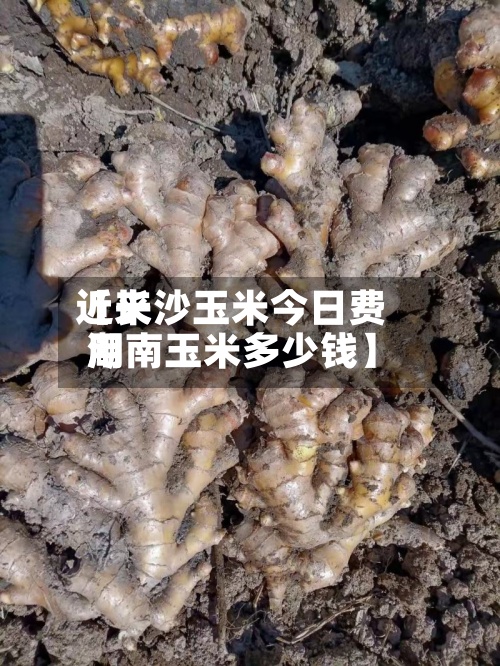 近来
【长沙玉米今日费用
湖南玉米多少钱】
