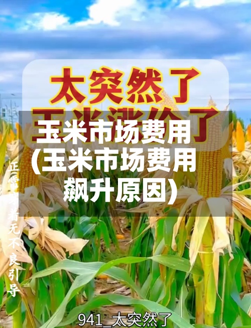 玉米市场费用(玉米市场费用飙升原因)