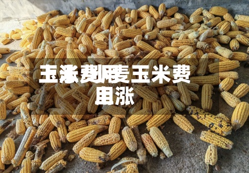 玉米费用上涨/小麦玉米费用上涨-第3张图片