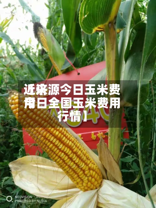近来【济源今日玉米费用今日全国玉米费用行情】