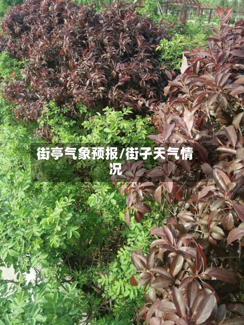 街亭气象预报/街孑天气情况