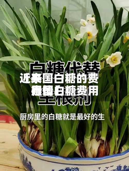 近来【泰国白糖的费用泰国白糖费用行情】