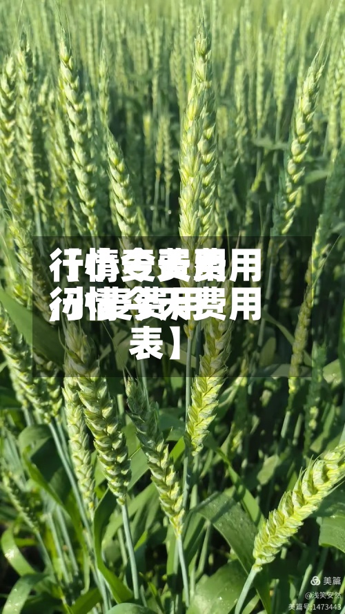 【小麦费用行情今天费用,小麦费用行情今天费用表】
