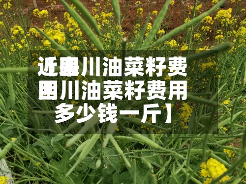 近来【四川油菜籽费用四川油菜籽费用多少钱一斤】-第3张图片
