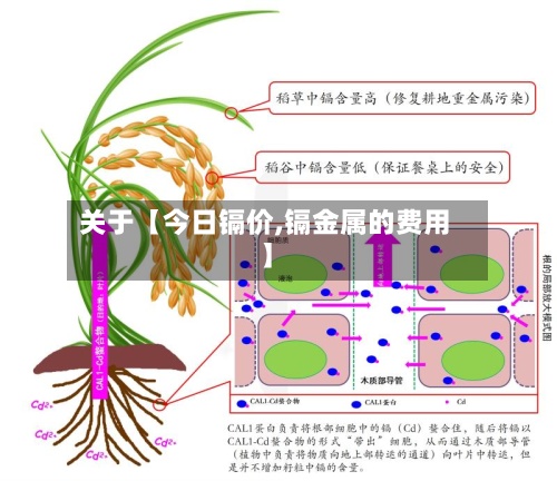 关于【今日镉价,镉金属的费用
】-第2张图片