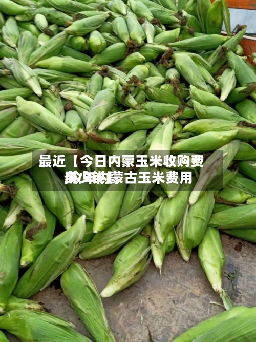最近【今日内蒙玉米收购费用,今年内蒙古玉米费用多少钱】