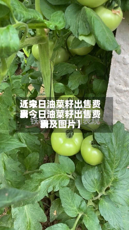 近来【今日油菜籽出售费用表今日油菜籽出售费用表及图片】