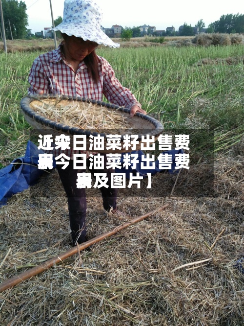 近来
【今日油菜籽出售费用
表今日油菜籽出售费用
表及图片】-第2张图片