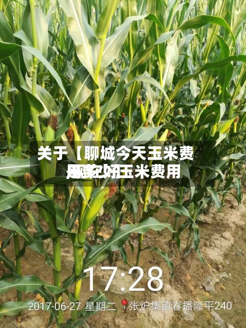 关于【聊城今天玉米费用,现在好玉米费用是多少】