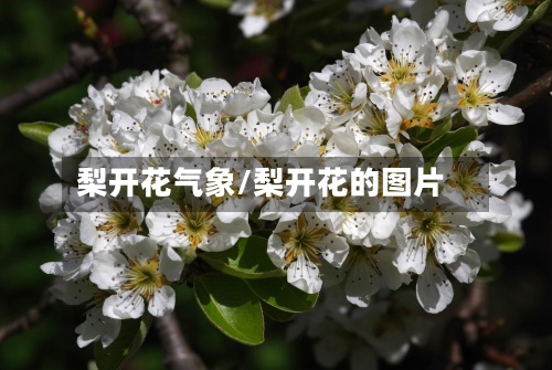 梨开花气象/梨开花的图片-第2张图片