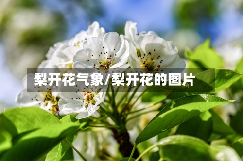 梨开花气象/梨开花的图片-第3张图片