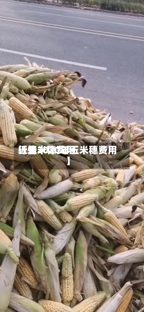 近来
【玉米穗费用
行情2020年玉米穗费用
】-第3张图片