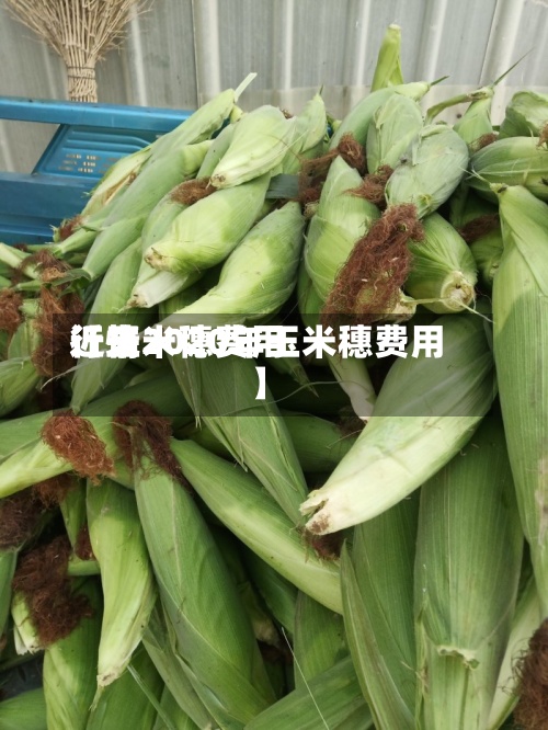 近来
【玉米穗费用
行情2020年玉米穗费用
】-第2张图片