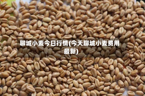 聊城小麦今日行情(今天聊城小麦费用
最新)-第3张图片