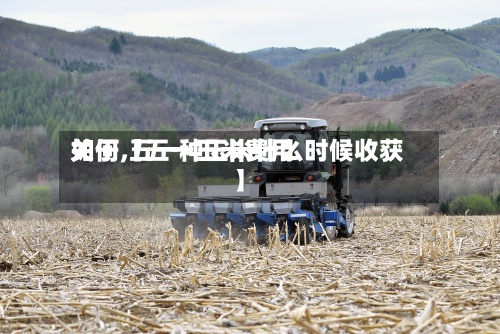 关于【五一玉米费用
如何,五一种玉米什么时候收获】-第3张图片