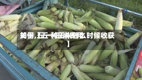 关于【五一玉米费用
如何,五一种玉米什么时候收获】-第2张图片