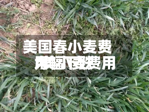 美国春小麦费用
/美小麦费用
大幅下跌-第3张图片