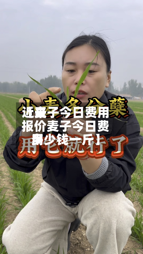 近来【麦子今日费用报价麦子今日费用多少钱一斤】