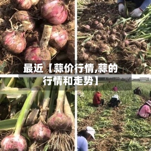 最近【蒜价行情,蒜的行情和走势】-第2张图片