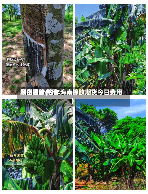 期货橡胶费用今日最新(今年海南橡胶期货今日费用)