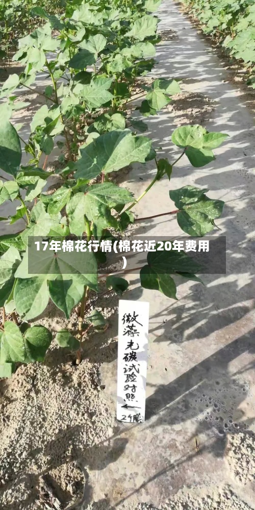 17年棉花行情(棉花近20年费用
)-第2张图片